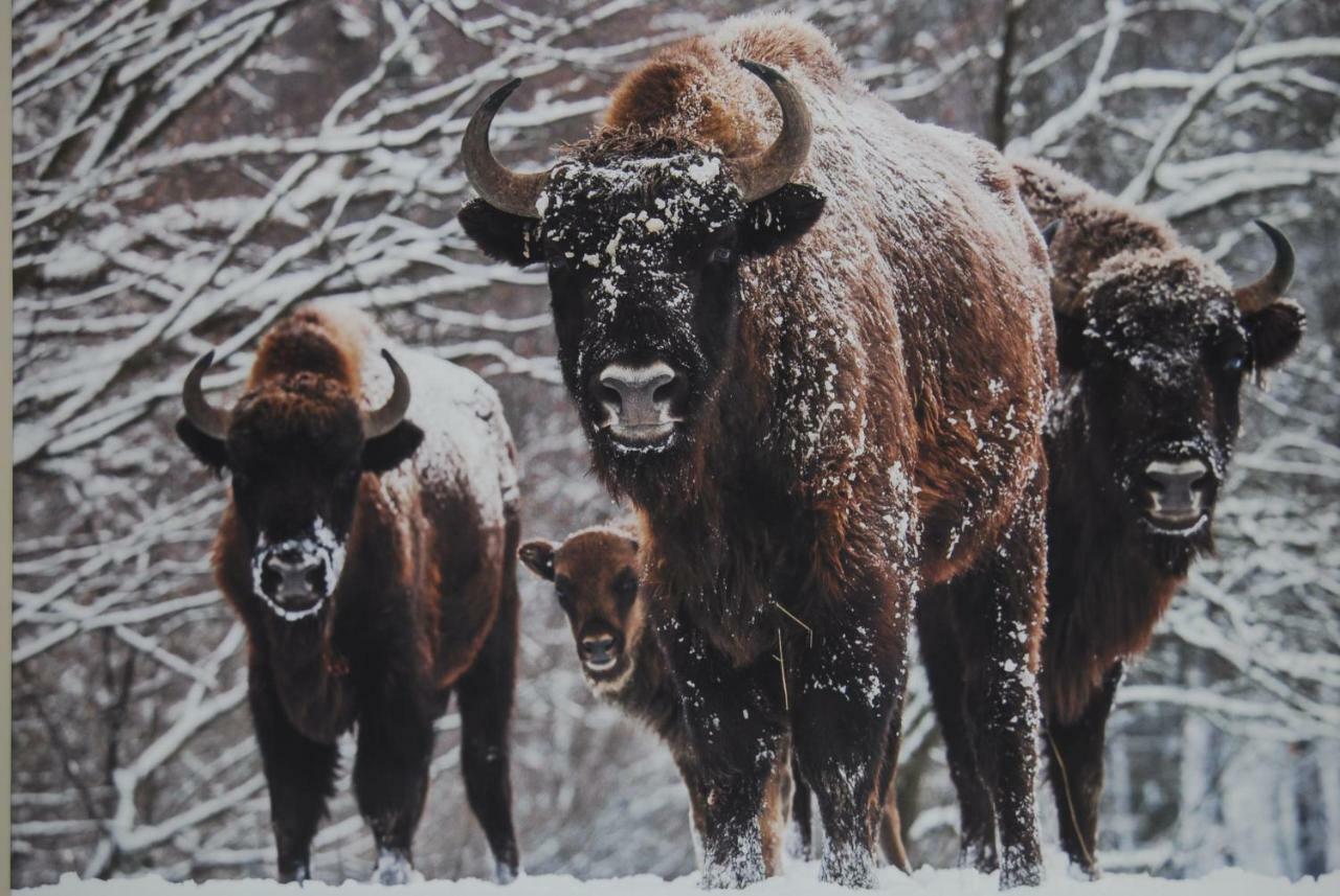 Białowieża Kamienna Zagroda المظهر الخارجي الصورة